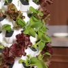 96plant-04 Ovelium 96-Plant Hydroponic Tower growing leafy greens in a kitchen